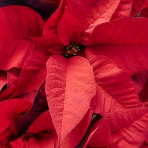 poinsettias